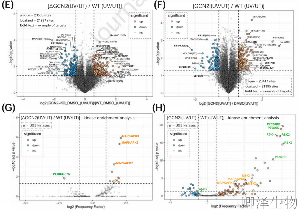 【核糖体碰撞-经典研究】 UV致死元凶非DNA损伤？核糖体毒性应激终解密！