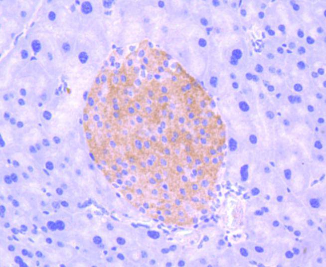 Phospho-TrkB(Y817) Rabbit mAb[