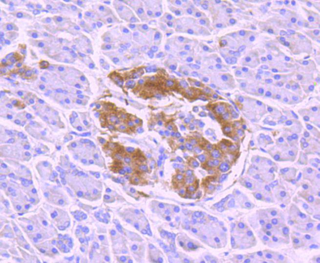 Phospho-TrkB(Y817) Rabbit mAb[