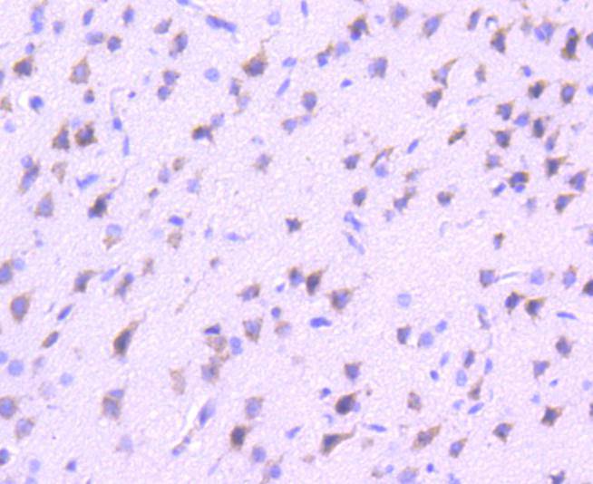 VAV2 Rabbit mAb[48996]