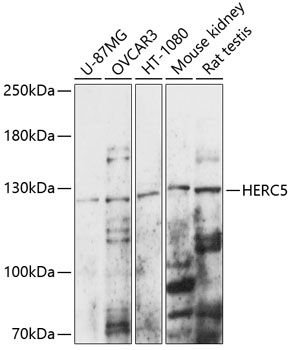 HERC5 Polyclonal Antibody[2874