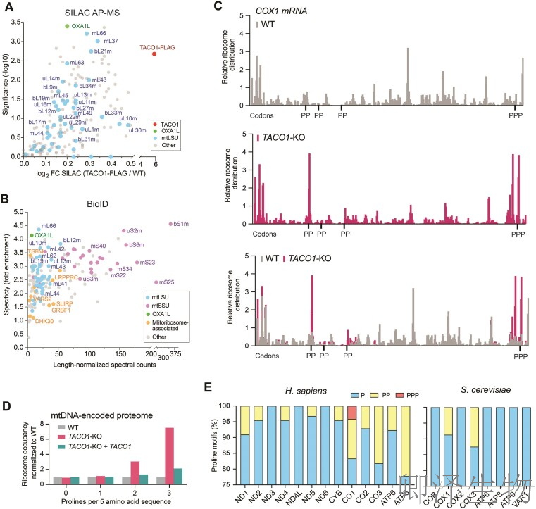 【线粒体翻译】 |线粒体翻译之谜破解！TACO1如何疏通蛋白质合成“堵点”？
