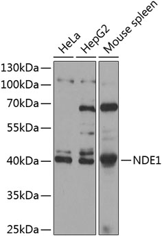 NDE1 Polyclonal Antibody[28440