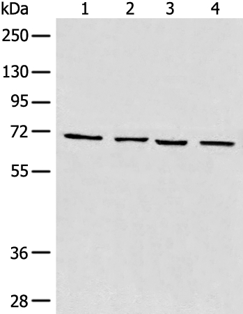 MAPK4 Antibody[46605]