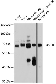 USH1C Polyclonal Antibody[2771
