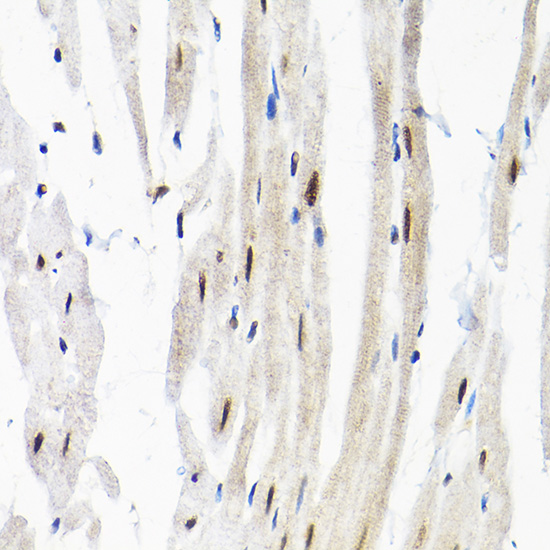 SNRPF Polyclonal Antibody[2763