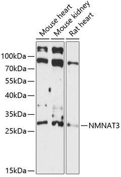 NMNAT3 Polyclonal Antibody[285