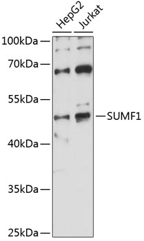 SUMF1 Polyclonal Antibody[2849