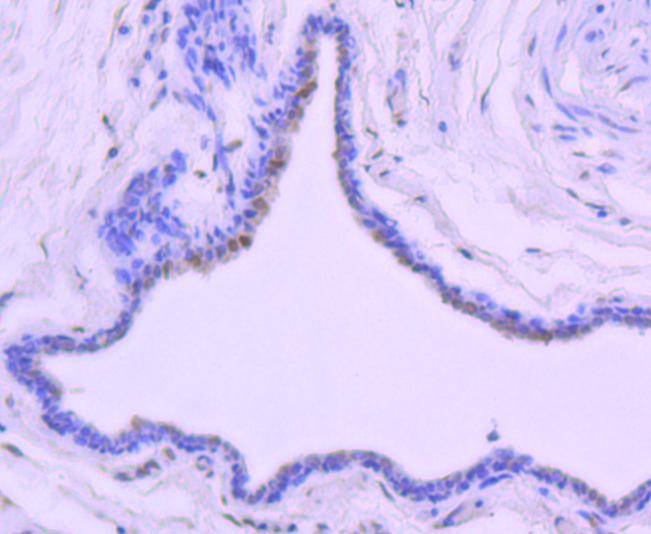 Phospho-c-Jun(T91) Rabbit mAb[