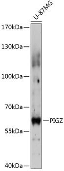 PIGZ Polyclonal Antibody[28565