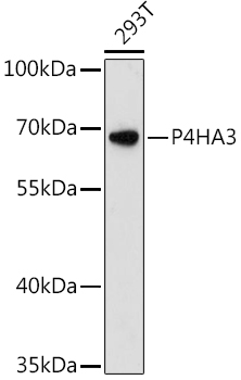 P4HA3 Polyclonal Antibody[2834