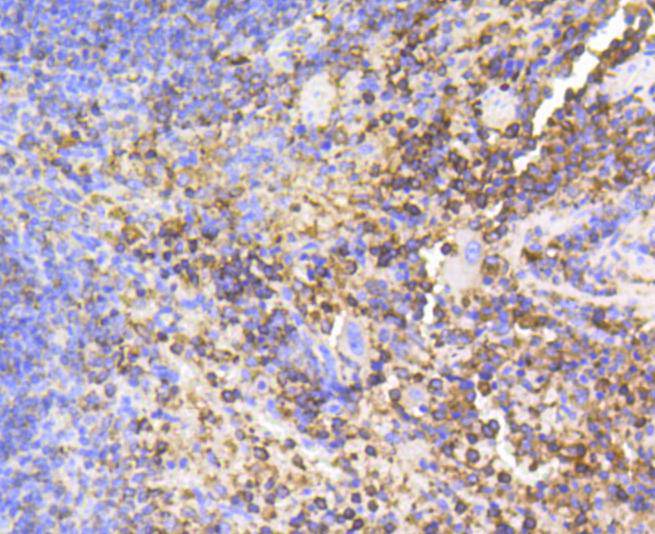 SHP1 Rabbit mAb[48636]