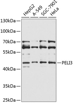 PELI3 Polyclonal Antibody[3180