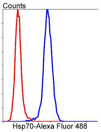 Hsp70 Rabbit mAb[48597]