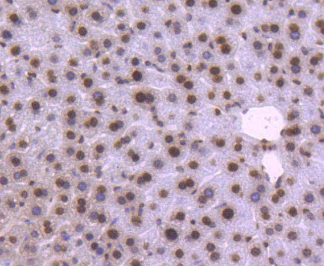 Histone H2B Rabbit mAb[49134]