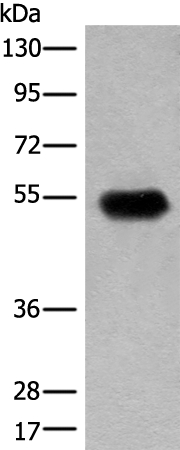 CDT1 Antibody[46460]