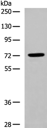 DLL1 Antibody[47062]