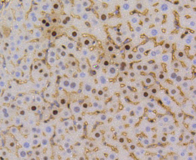 Cyclin D1 Rabbit mAb[48619]