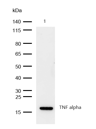 TNF alpha Antibody[48136]