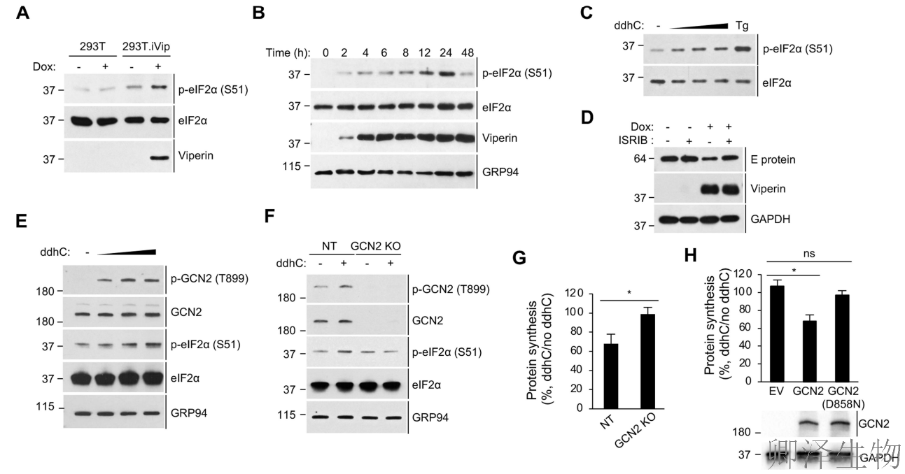 【核糖体碰撞-经典研究】 颠覆认知！免疫系统的“分子刹车”：抗病毒蛋白如何瘫痪病毒工厂