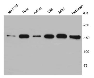 EEA1 Antibody[48192]