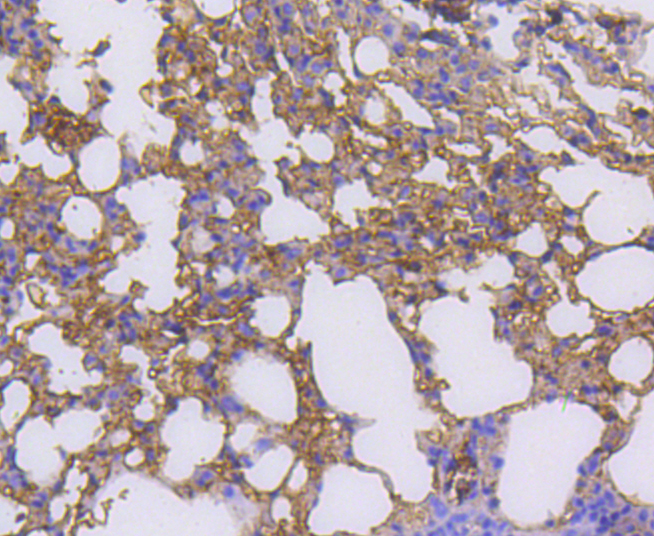 RALBP1 Rabbit mAb[49006]