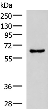 GPR89A/GPR89B Antibody[47781]