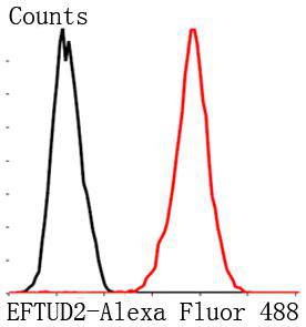 Eftud2 Antibody[48121]
