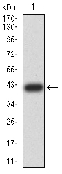 CDCP1 Antibody[48414]