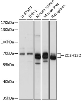 ZC3H12D Polyclonal Antibody[30