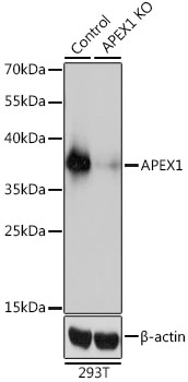 APEX1 Polyclonal Antibody[3042