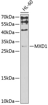 MXD1 Polyclonal Antibody[30472