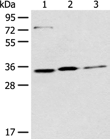 MORF4L2 Antibody[46614]