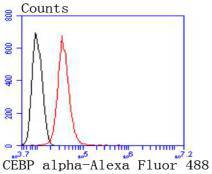 CEBP alpha Rabbit mAb[49157]