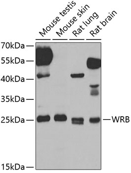 WRB Polyclonal Antibody[30787]