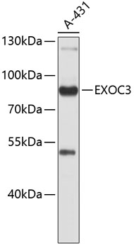 EXOC3 Polyclonal Antibody[3057
