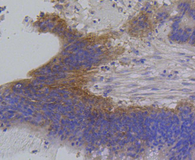 IRF1 Rabbit mAb[48646]