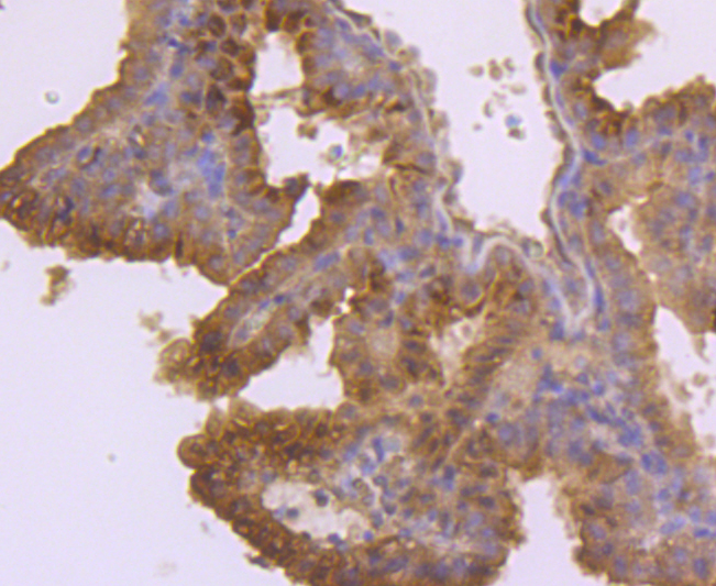 TSH Antibody[48381]