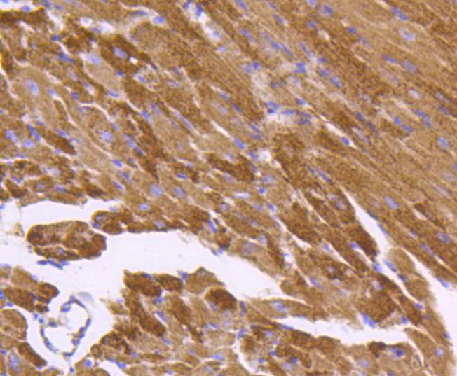 Hsp60 Rabbit mAb[48882]