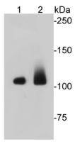 Eftud2 Antibody[48121]