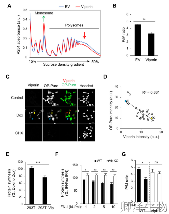 【核糖体碰撞-经典研究】 颠覆认知！免疫系统的“分子刹车”：抗病毒蛋白如何瘫痪病毒工厂