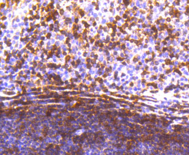 STAT5a Rabbit mAb[48973]