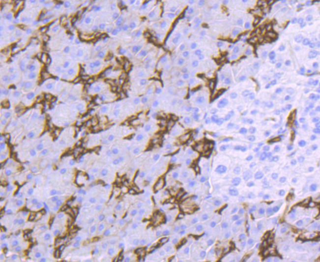 AQP1 Rabbit mAb[49447]