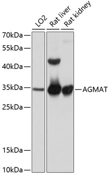 AGMAT Polyclonal Antibody[2764