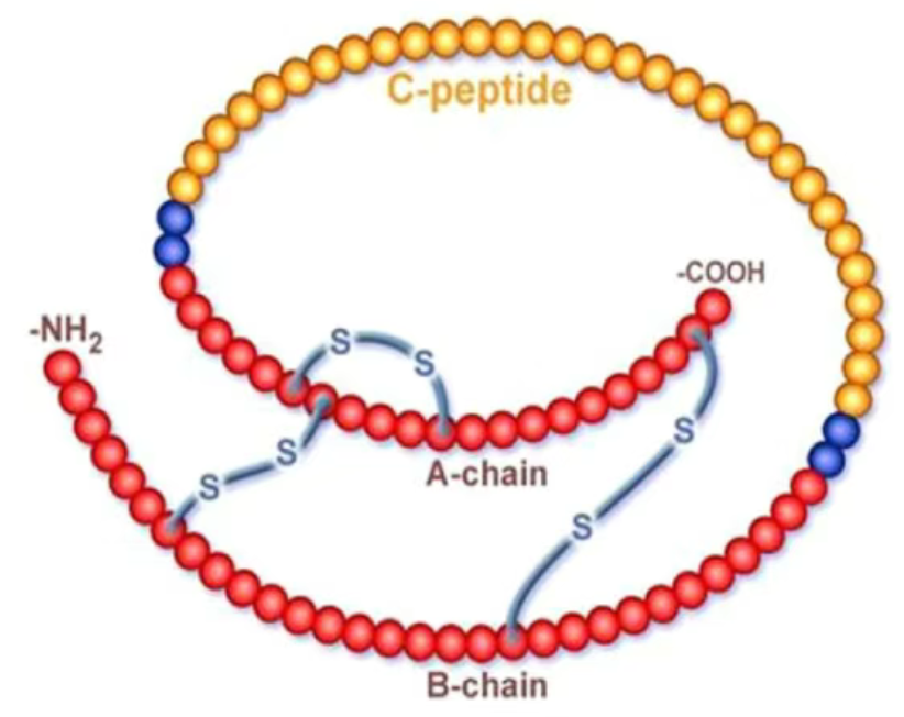 解密胰岛素和C肽：从分泌机制到临床诊断价值