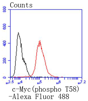 Phospho-c-Myc(T58) Rabbit mAb[