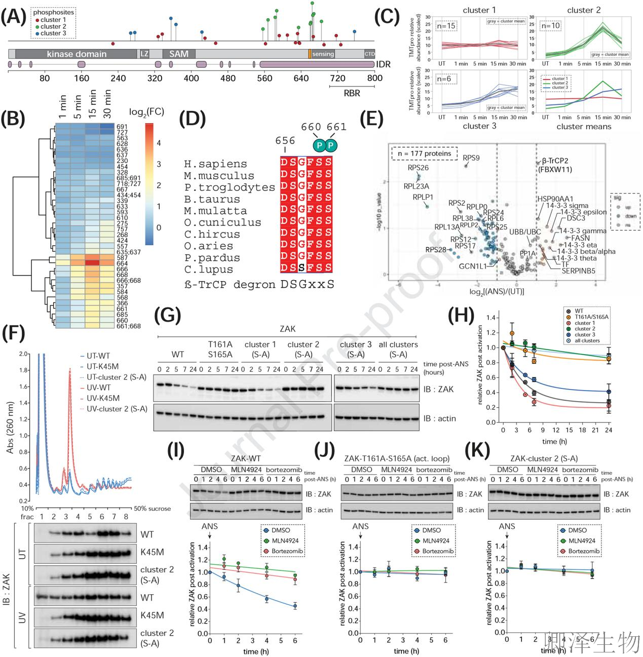 【核糖体碰撞-经典研究】 UV致死元凶非DNA损伤？核糖体毒性应激终解密！