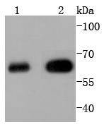 HDAC2 Rabbit mAb[49162]