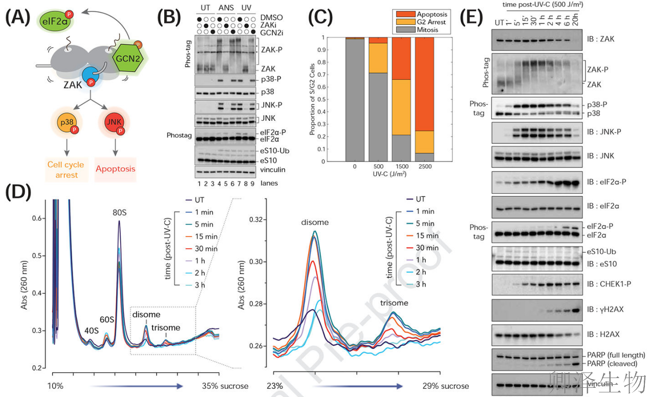 【核糖体碰撞-经典研究】 UV致死元凶非DNA损伤？核糖体毒性应激终解密！