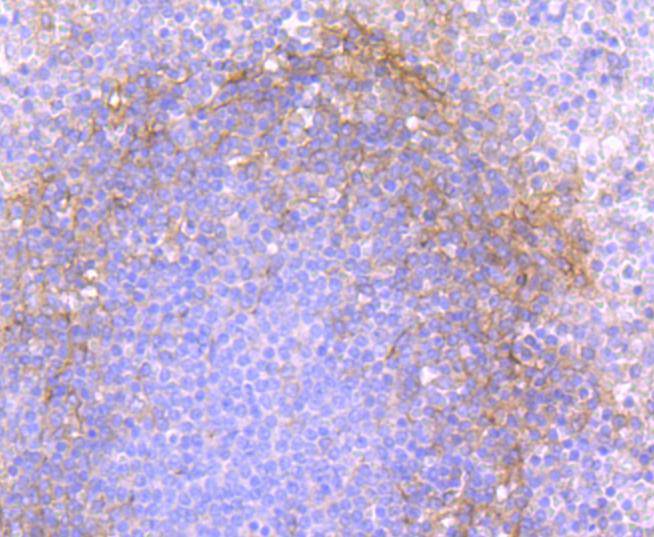 THY1 Rabbit mAb[49406]